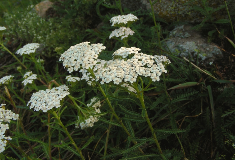 Achillea millefolium / Millefoglio comune